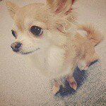 11925660_1645472845695528_1630043646_a