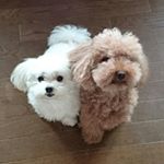 11379246_832558536859777_199787457_a