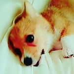 12917850_480008585526552_829026125_a