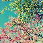 10661036_836186769745871_701108669_a