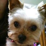 12338907_785652351546306_535698633_a