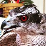 12093748_769226236537102_1644254278_a