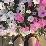 12729496_985603224859886_238314916_a