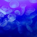 10731935_924535574271440_647506021_a