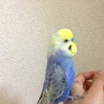 10326499_639923759420193_634880952_a