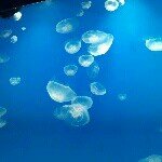 11848927_912302078815607_1360726076_a