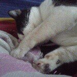 11848946_1625074321106920_1187035577_a