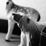 11417506_1606582109601383_883423485_a