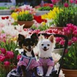 12724649_868561973253495_1272746375_a