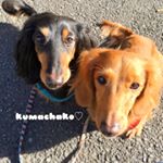 12725150_567768486713495_220388599_a