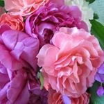 12940189_962246873871626_933543892_a