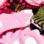 11849419_826671104097437_1820087816_a