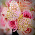 11205755_1678707605685346_206096215_a