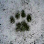 11378295_511032789050667_833906934_a