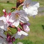 11191377_816188361796930_1338686416_a