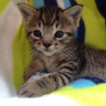 10706777_1464633130478574_160079226_a