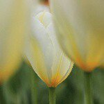 11312086_114317772232799_445254439_a