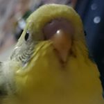 12716902_1717647325181460_2055278086_a