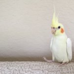 11424698_738925496216279_1490679618_a