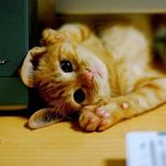 12976260_1146235642077642_904533187_a