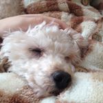 12301153_539774549533696_38108424_a