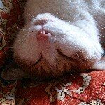 927095_1454862341436706_994573029_a