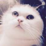 11246741_1671637713084239_2046562384_a