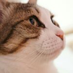 11377484_1460211424279007_1684231547_a