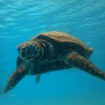 12299020_1190945350933429_1180909815_a