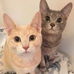 12976663_1678457015748740_334076476_a