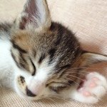 891456_274686032724586_703572775_a