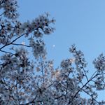 12783233_830479603744228_1043572763_a