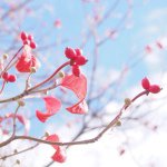 10986366_1559888914295467_1007022424_a