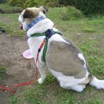 12331950_823056147823404_78747640_a