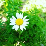 13092224_883011838512281_1232810384_a