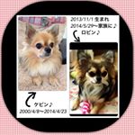 11249271_1939711322919965_1559703238_a