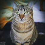 12568341_1577144925857440_553271823_a