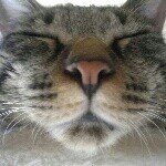 10268827_563465010433630_1246918853_a