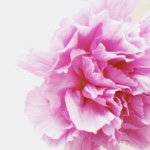 11355914_904621139595378_505508469_a