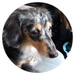 12107683_192691784399178_1289287717_a