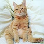 12825890_184752735239334_287153953_a