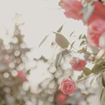 12917805_1700725756879483_149467982_a