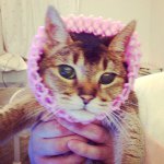 891499_283403011870531_1763767527_a