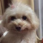 12748438_215671768783632_1789692496_a