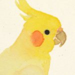 10731621_373228002859471_2037810727_a