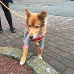 12568186_1540714976221899_2061685367_a