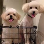 12717089_180194885688740_1895693181_a