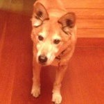 10957242_1658258674401586_448575788_a