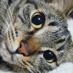 10251327_354035018134188_2045001233_a