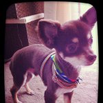 11379897_1450585828588142_1767187657_a